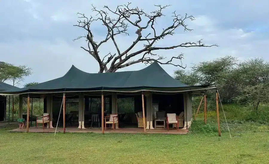 Untamed Migration Camp