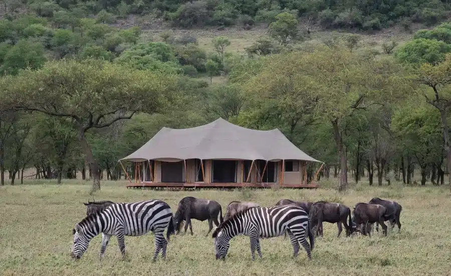 Cherero Camp Serengeti
