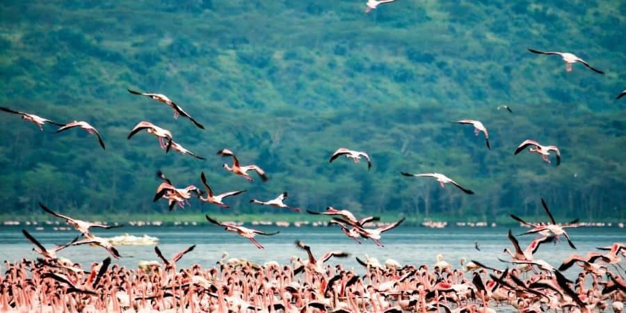 Lake Bogoria National Reserve