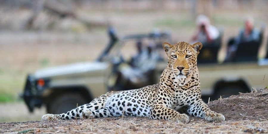 game drives at lower zambezi national park