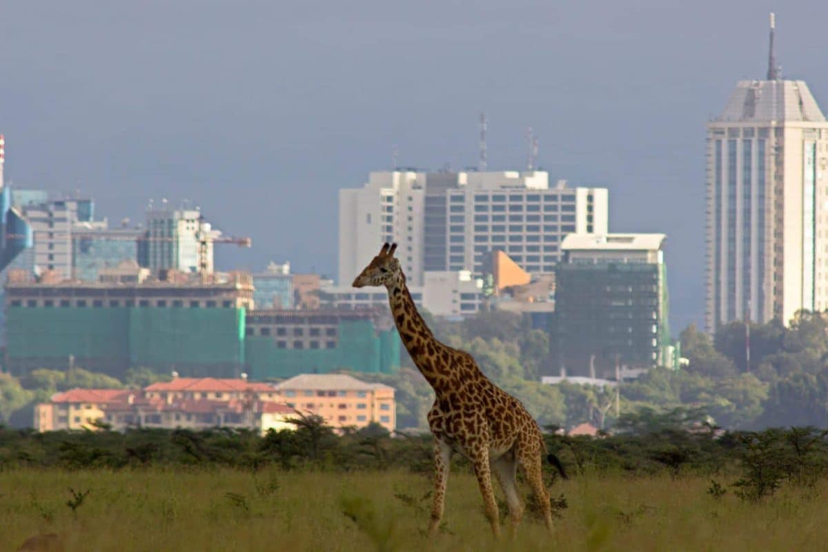 Nairobi City Tours - Nairobi Day Tours - Nairobi National Park Game Drives