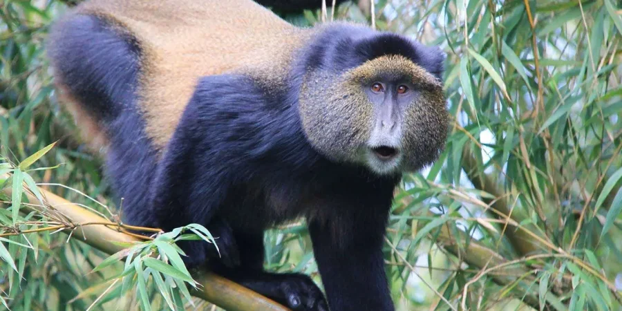 Rwanda Safaris - Luxury Rwanda Tour Packages