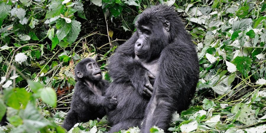 Bwindi Impenetrable National Park