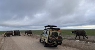 Kenya Safaris - Wildlife Safaris in Kenya - Kenya Wildlife Tours - Kenya Safari Holidays - Cheetah Safaris