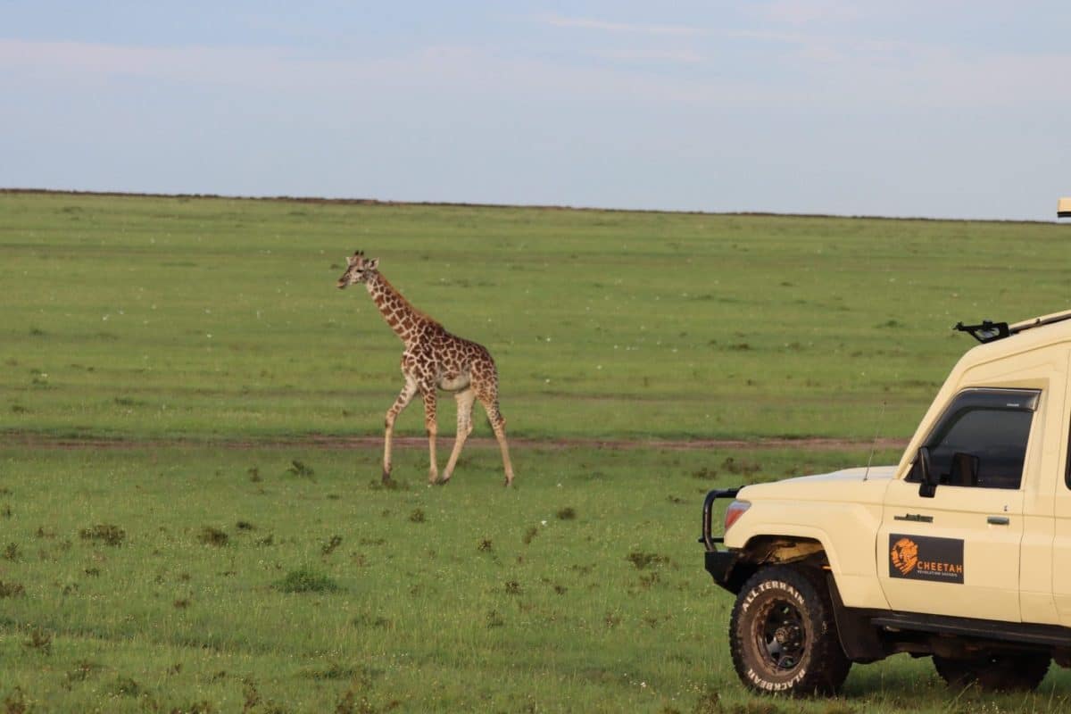 Guests on Safari in Amboseli | The Best Time to Visit Kenya For Safari Holidays - Kenya Safaris - Wildlife Safaris in Kenya - Kenya Wildlife Tours - Kenya Safari Holidays - Cheetah Safaris
