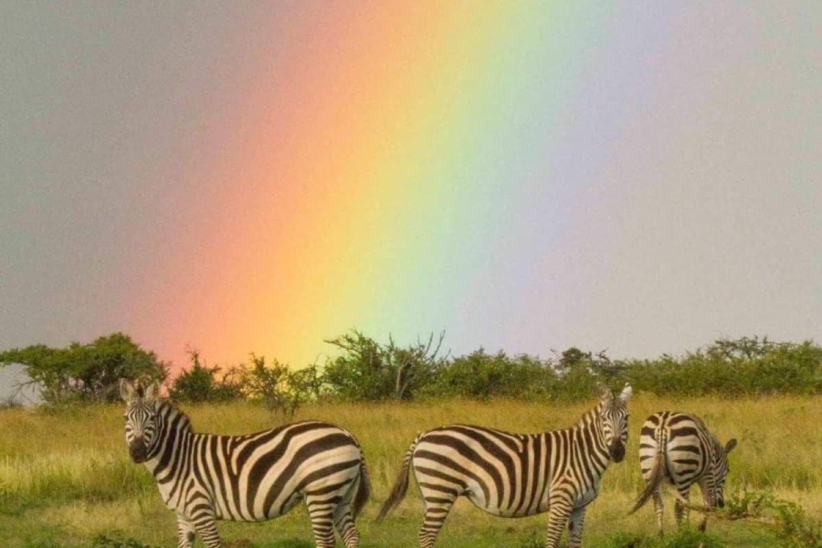 African Safaris - Kenya Safaris - Masai Mara Safaris - Cheetah Safaris