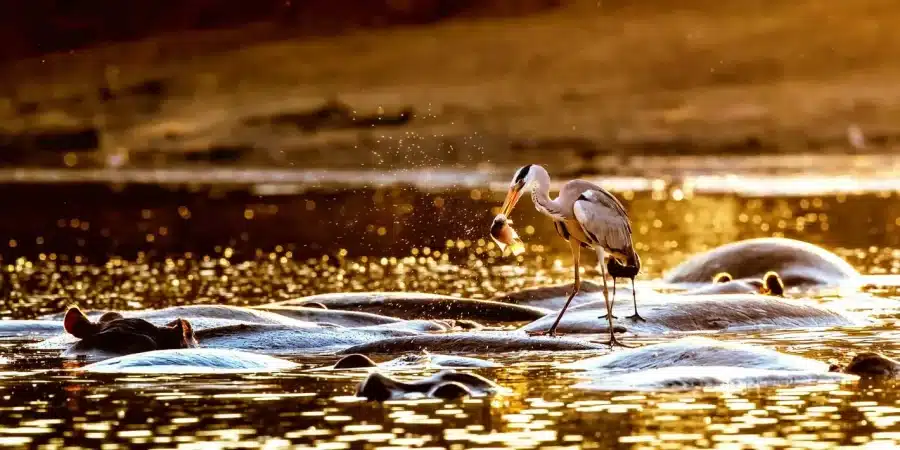 Mana Pools National Park
