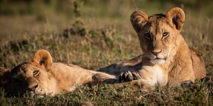 Olkinyei Conservancy - Masai Mara - Cheetah Safaris