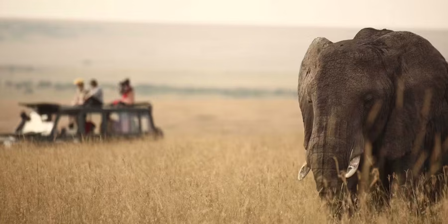 Where To Go on an African Safari in December