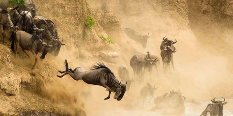 Wildebeest Migration Safaris in Kenya and Tanzania - Cheetah Safaris