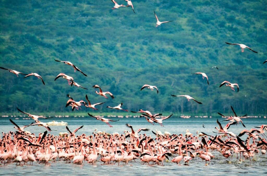 Lake Bogoria National Reserve