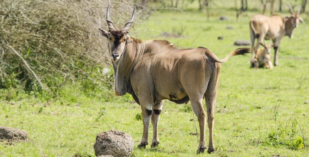 Lake Mburo National Park in Uganda