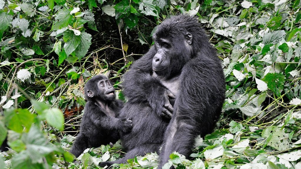 Bwindi Impenetrable National Park