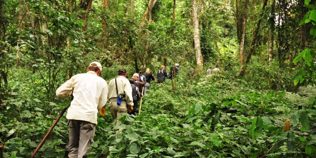 Bwindi Impenetrable National Park