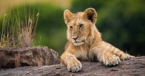 What Is A Game Drive On African Safaris? 16 Lion Cub - Cutest Baby Animals on Safari