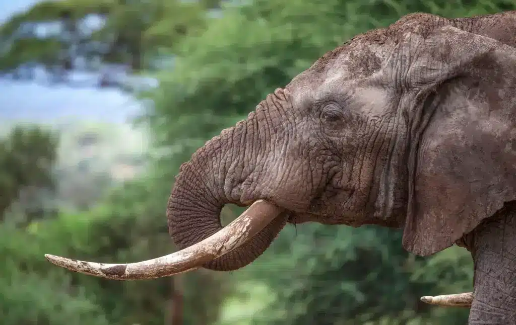 Amboseli National Park Safari