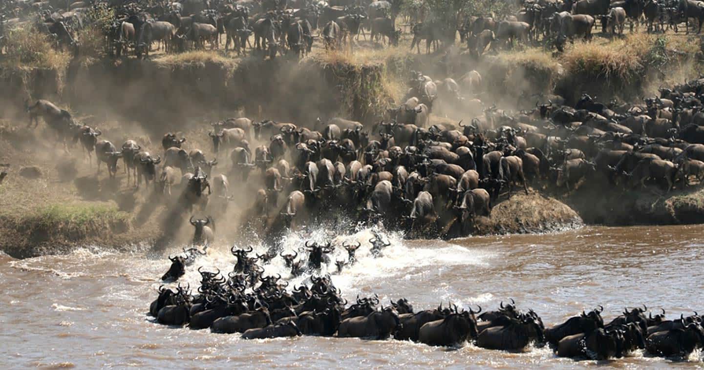 Kenya Safaris 28 Wildebeest Migration Tanzania Safaris