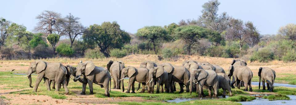 Ruaha National Park - Tanzania Safaris - Cheetah Safaris