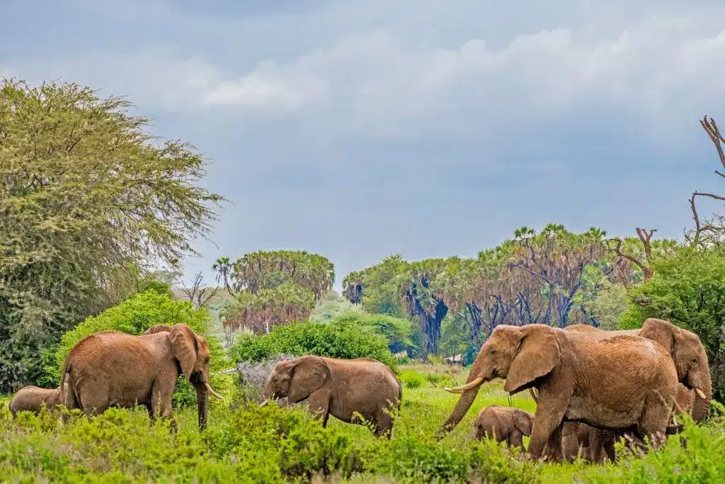 Samburu Intrepids Camp Samburu Reserve