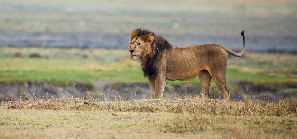 Ngorongoro Crater - Tanzania - Cheetah Safaris