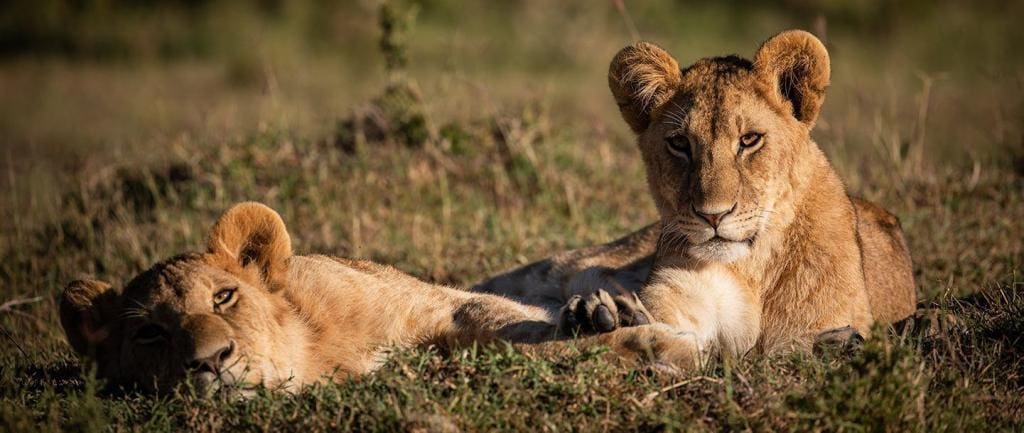 Olkinyei Conservancy - Masai Mara - Cheetah Safaris