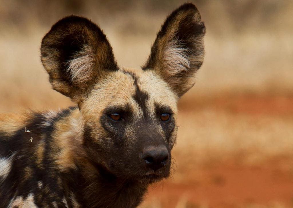 The Sanctuary at Ol Lentile - Laikipia - Cheetah Safaris