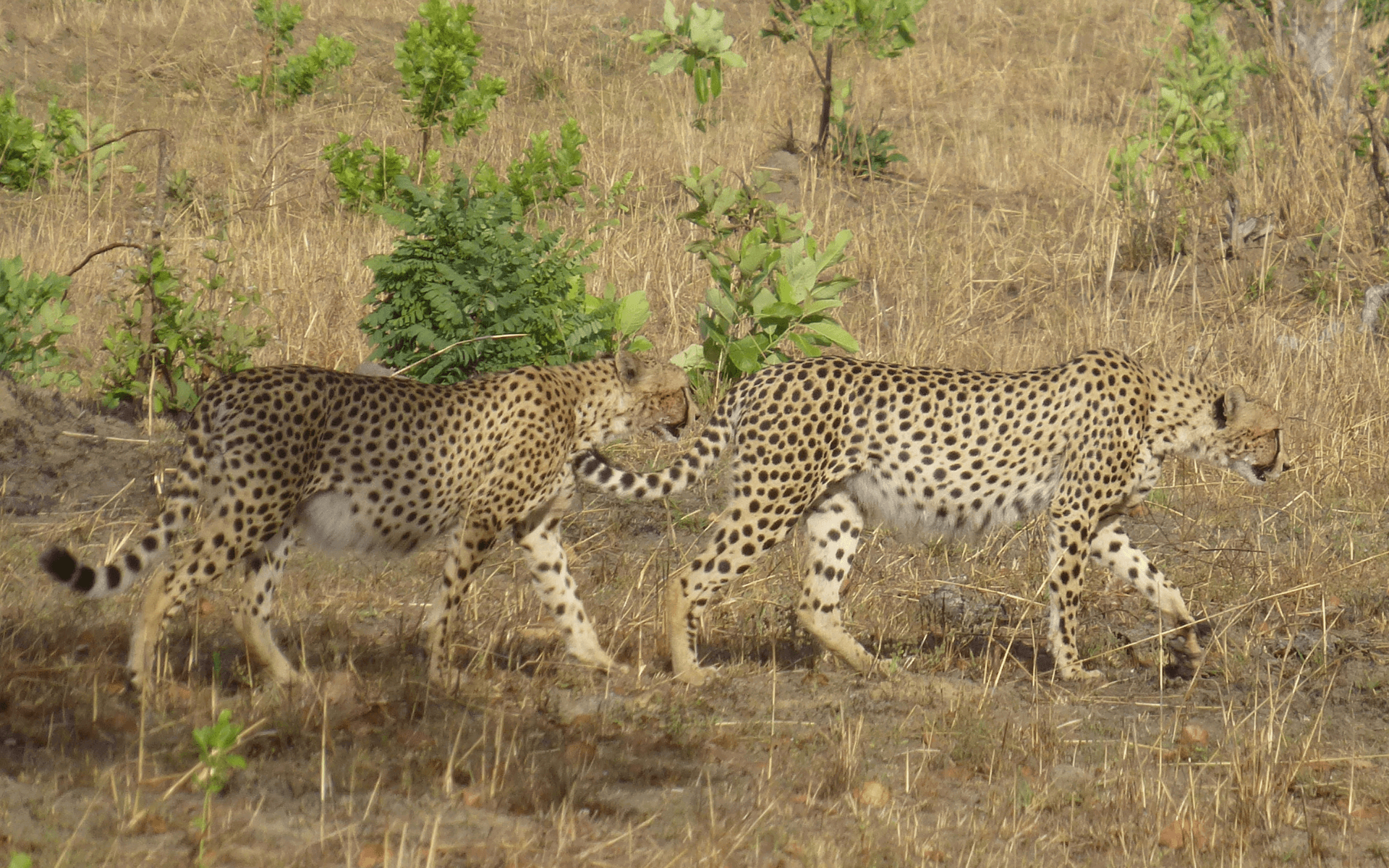 Cheetah Safaris - Kenya Safaris