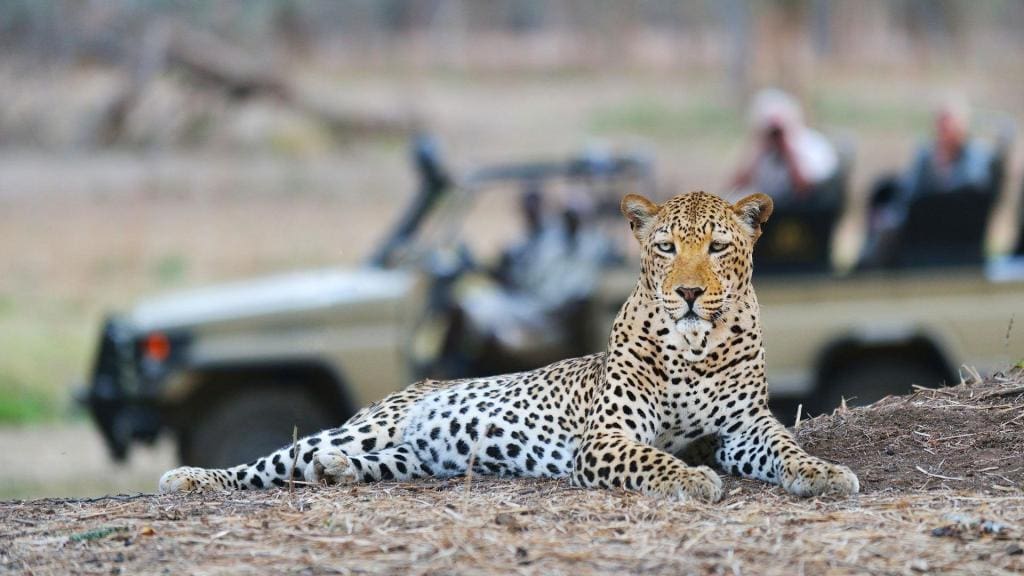 game drives at lower zambezi national park