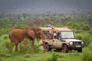 What Is A Game Drive On African Safaris? 15 Samburu National Reserve - Kenya Safaris - Cheetah Safaris
