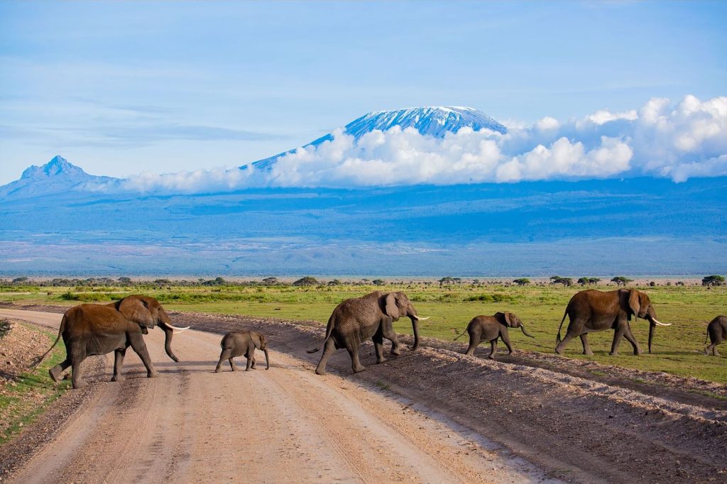 Amboseli National Park - Cheetah Safaris