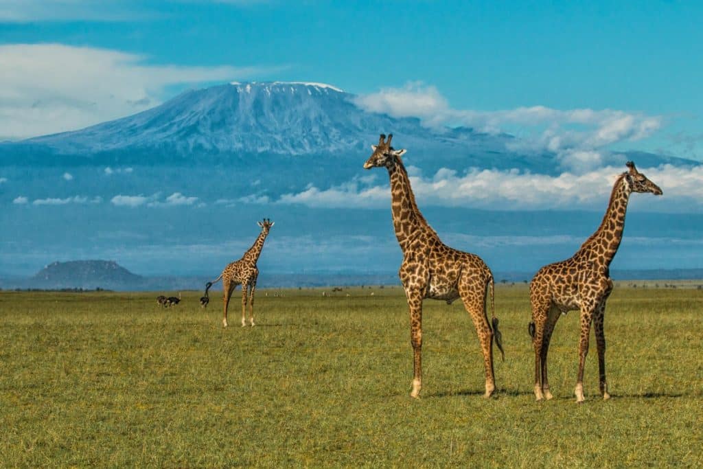 Kenya vs Tanzania Safari