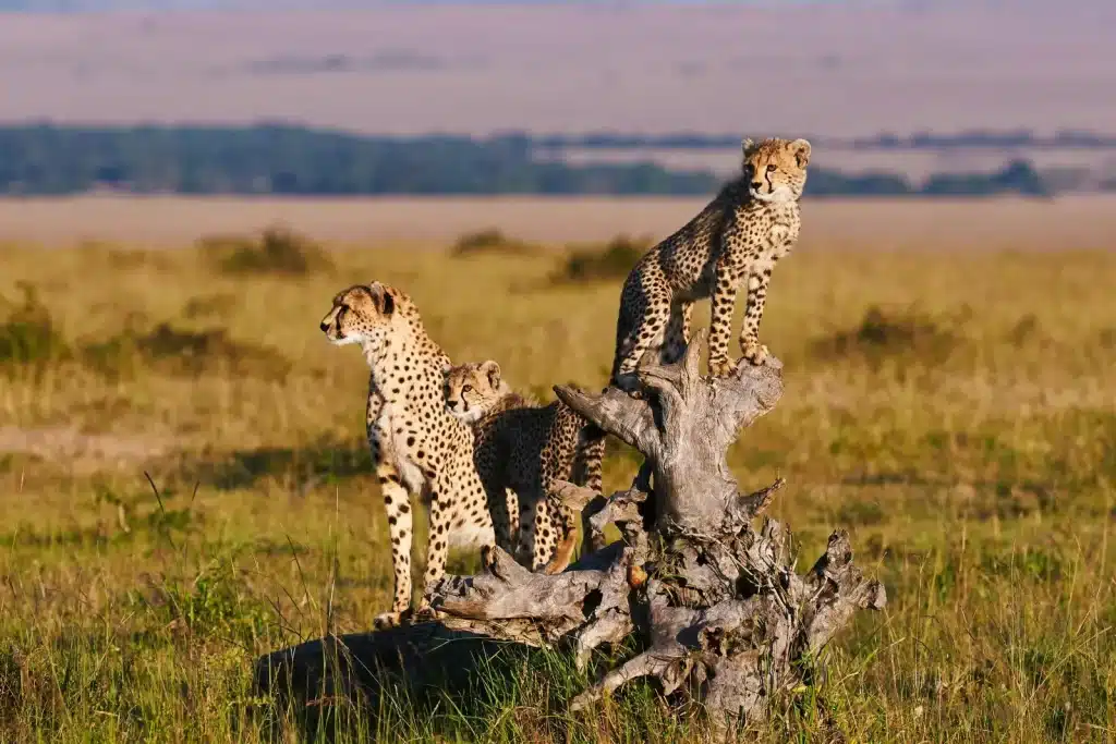 5 Best Safaris For Seniors - African Safaris For The Elderly 3 5 Best Safaris For seniors