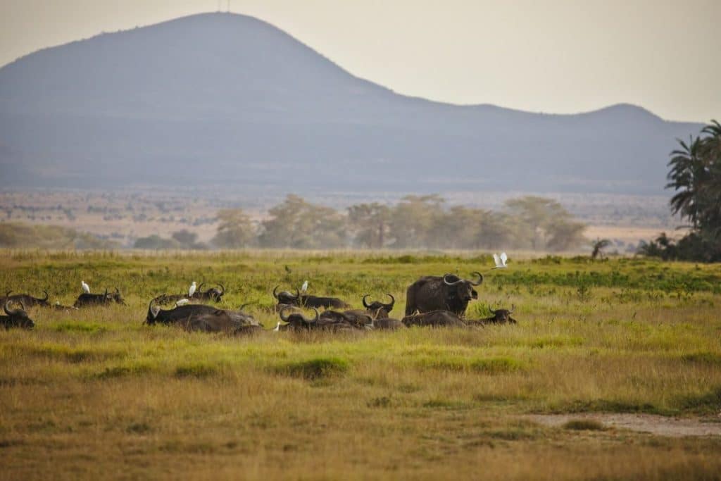 5 Best Safaris For seniors