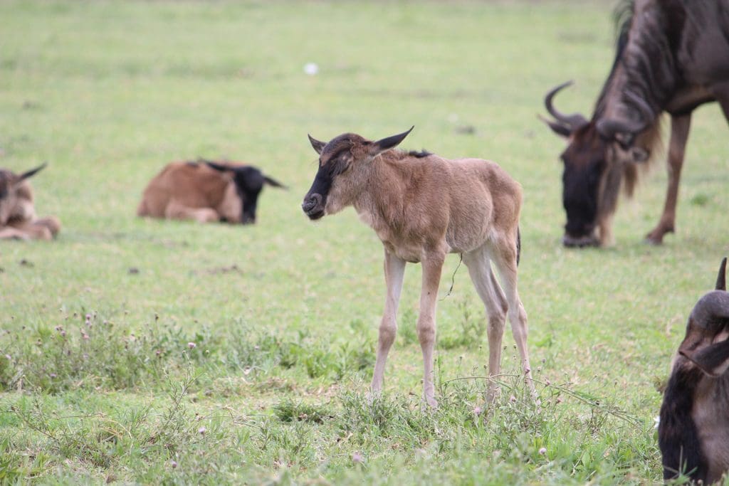 Wildebeest Calving Season 16 Ndutu Conservation Area -Wildebeest Calving Season