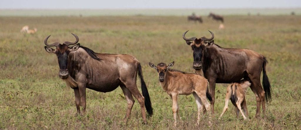 Wildebeest Calving Season 12 Ndutu Conservation Area -Wildebeest Calving Season