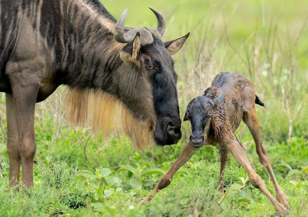 Wildebeest Calving Season 9 Ndutu Conservation Area -Wildebeest Calving Season