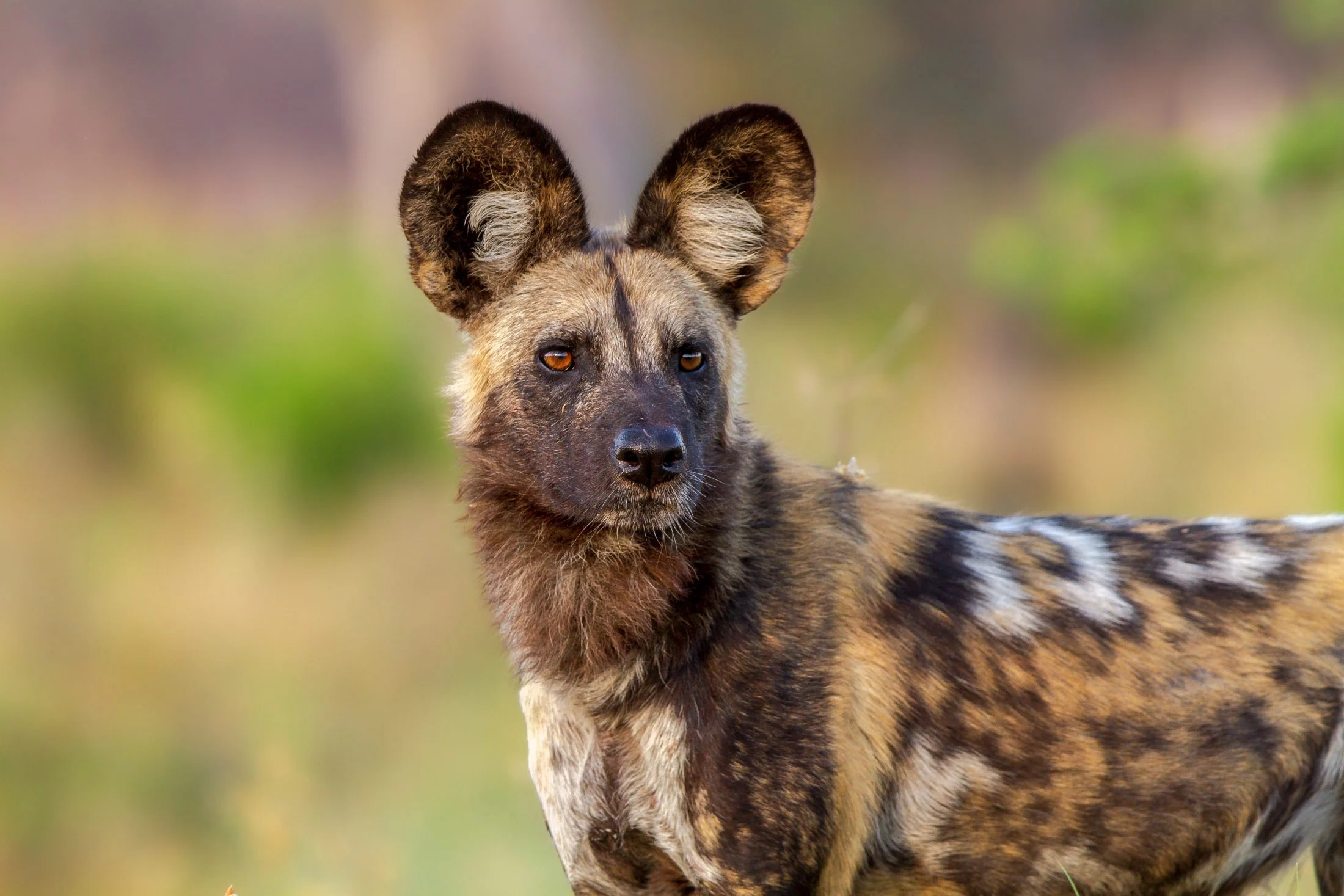 Where To See African Wild Dogs In Kenya: 5 Places To Look 3 A Close up potrait of a Wild Dog in Tsavo West