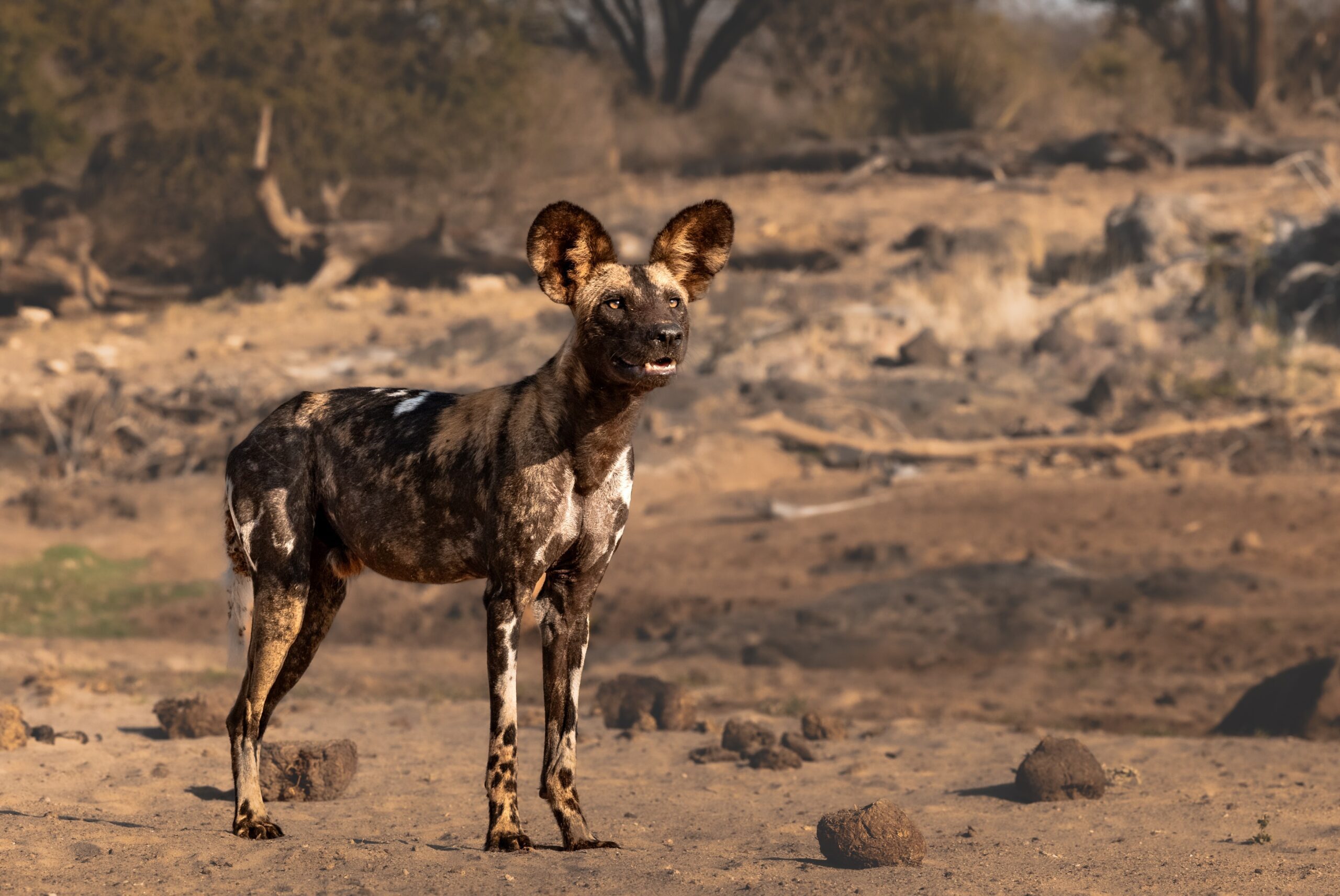Where To See African Wild Dogs In Kenya: 5 Places To Look 2 Tsavo West Wild Dog Lone stairing at the other Pack