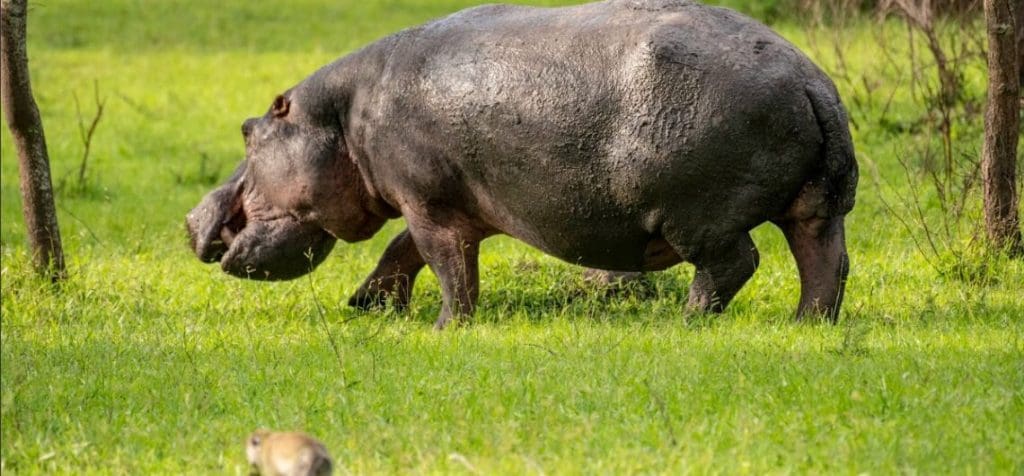 A HIPPOPOTAMUS GRAZING ON THE LAND OF LAKE MBURO NATIONAL PARK 1140x530 1