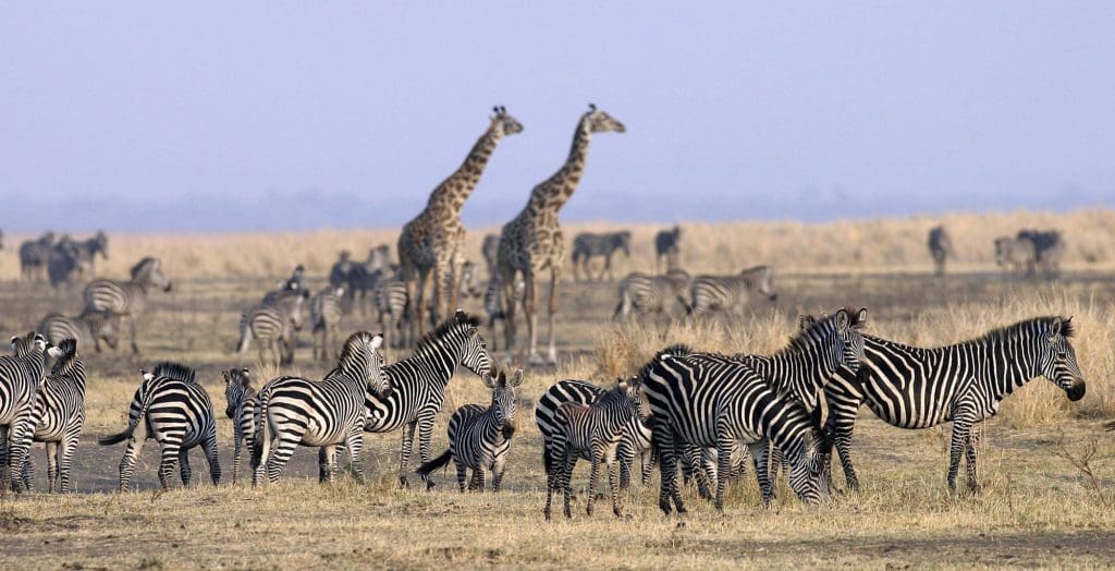 Katavi National Park 17 Katavi National Park