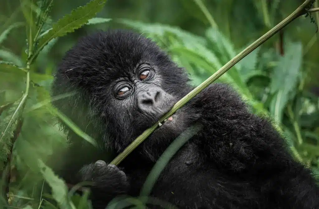 Volcanoes National Park - Uganda Safaris - Gorilla Safaris in Uganda - Cheetah Safaris