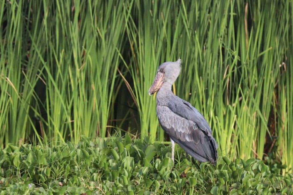 Semliki Wildlife Reserve - Uganda National Parks