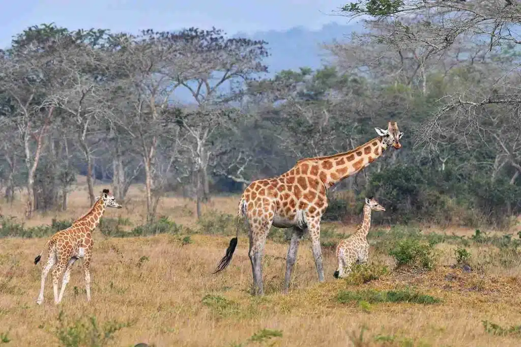 Lake Mburo National Park - Uganda National Parks