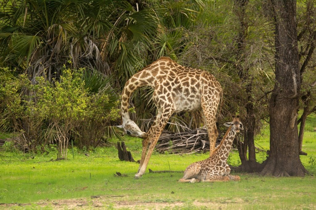 Nyerere National Park 18 Nyerere National Park