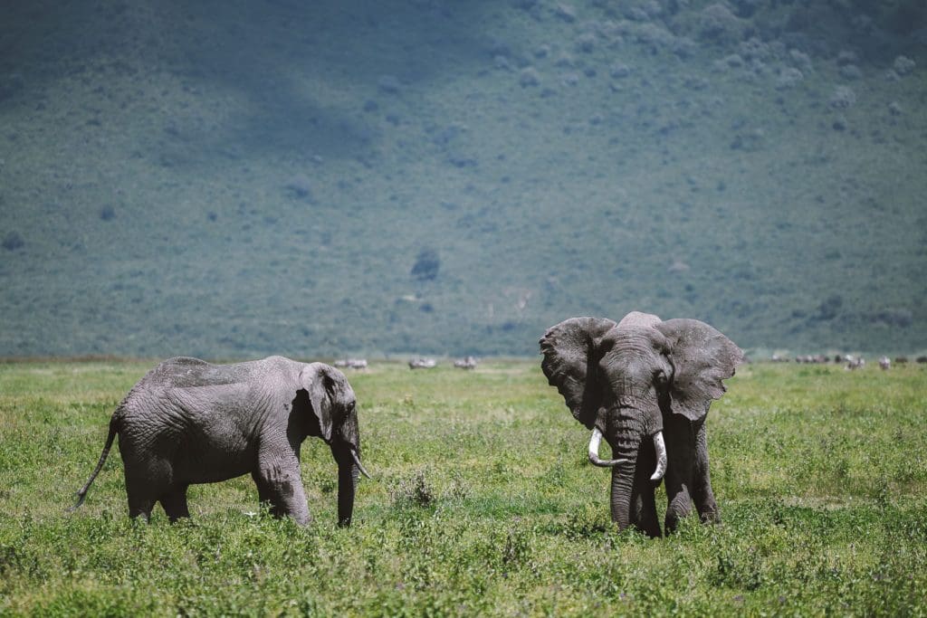 The Best Places To Go On Safari In Africa 14 Ngorongoro Crater Safaris - Ngorongoro Safaris - Tanzania safaris - Cheetah Safaris
