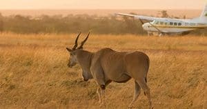 What Is A Game Drive On African Safaris? 22 Flying Safaris - Kenya Flying Safaris - Flying Safaris in Tanzania - Cheetah Safaris