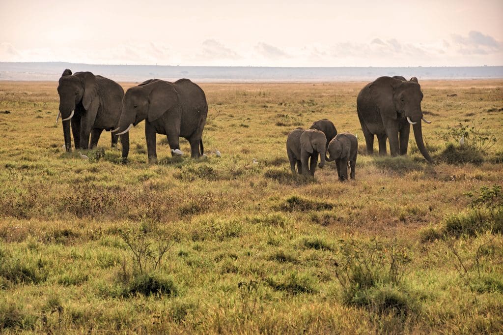 Kibo Safari Camp Amboseli