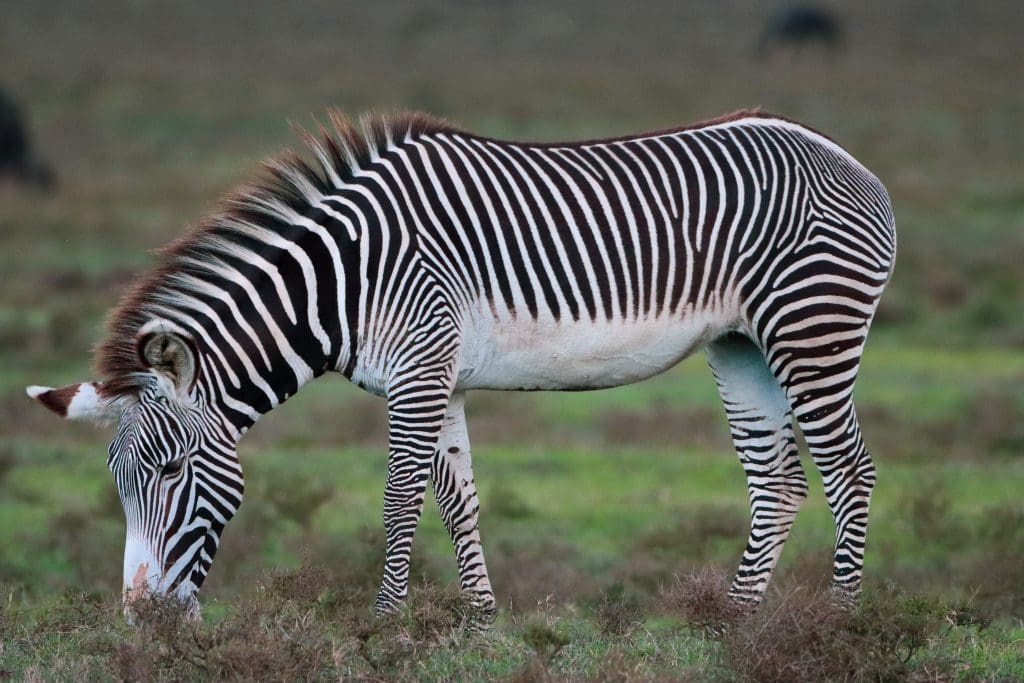Chui Lodge - Photography by John Kangethe