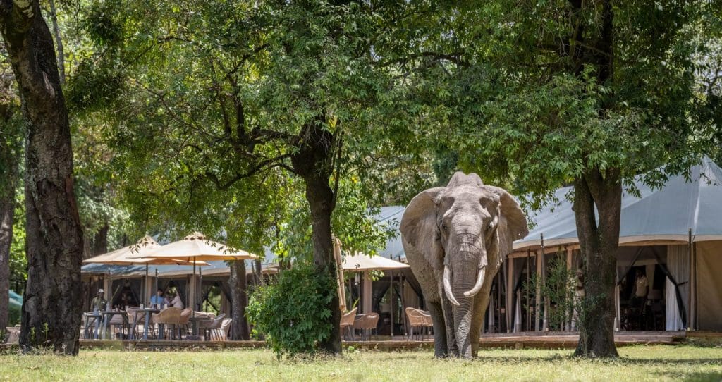Governors Camp Masai Mara