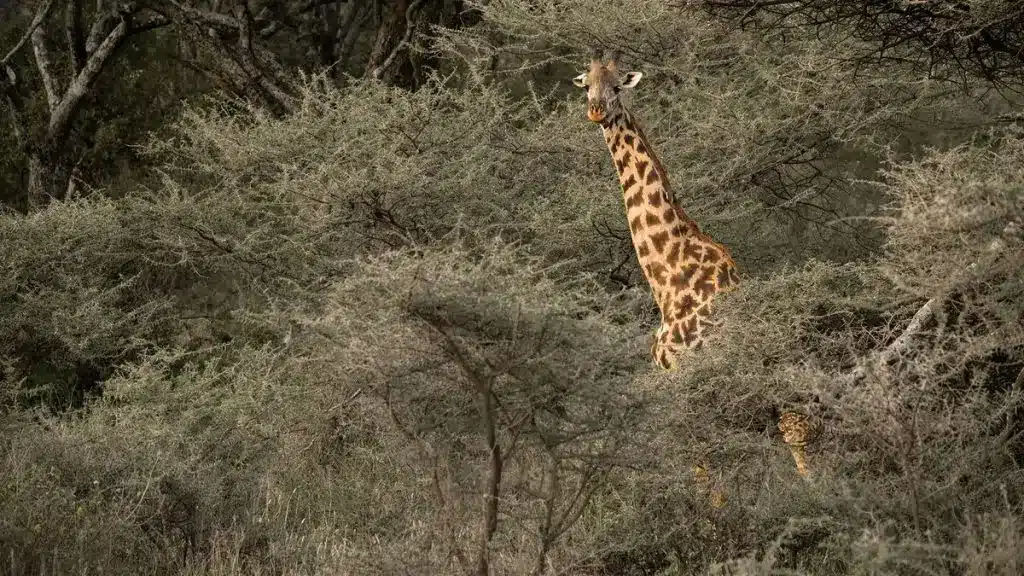 Serengeti Sojourn Camp
